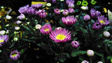 Chrysanthemum Flower in Purple Stock Photo - Image of botanic, bloom ...