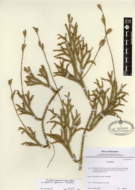 Lycopodium japonicum Thunberg | Myanmar Vascular Plants Database