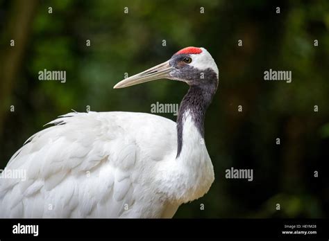 Portrait Of A Red Crowned Crane Grus Japonensis Or Japanese Crane In