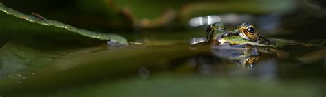 Amphibien Stiftung Naturschutz Berlin