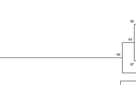 Phylogenetic Relationships Among S Rdna Sequences Of Ksr Bootstrap