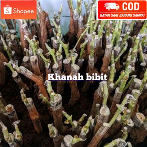 Jual Cutting Grafting Anggur Import Valid ORIGINAL Shopee Indonesia