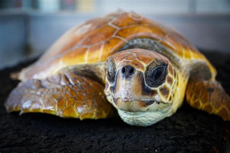 Костенурка на 344 години умря в кралски дворец в Нигерия - Бунт