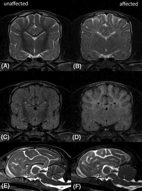 figure displays MRI of the brain from the affected dog 3 at 27 and 69 ...