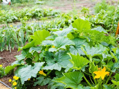 Companion Plants to Avoid for Butternut Squash - GreenThumbsGuide