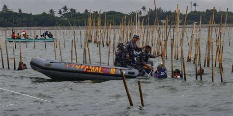 Foto Aksi Ribuan Pasukan Tni Al Dan Nelayan Bersatu Bongkar Pagar Laut