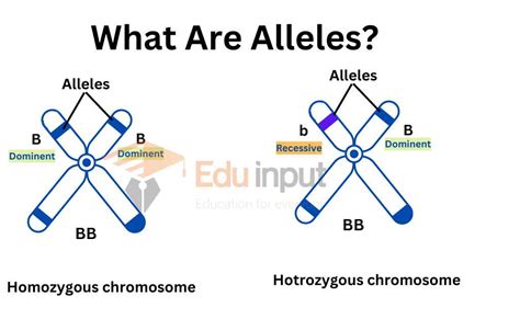 What Are Alleles Definition Types And Examples