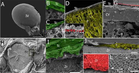 Scanning Electron Microscopy Of Mature Oocytes In Species A Mature