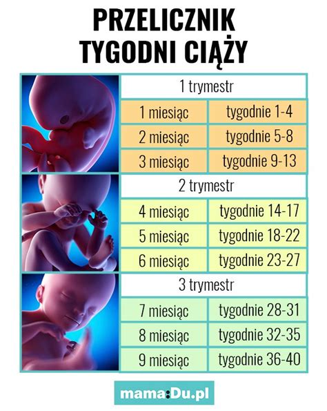 Tydzień ciąży który miesiąc ciąży i trymestr Tabela MamaDu pl