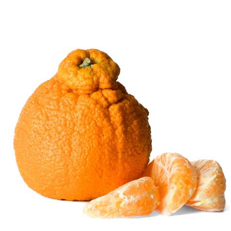 Do Sumo citrus mandarins deserve the hype?