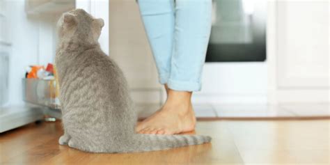 3 tödlichsten Gefahren für Katzen Nau Tiere