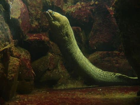 Moray Eel - A-Z Animals