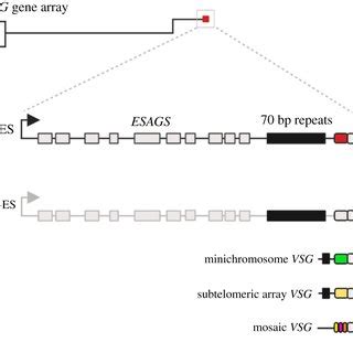 Genome Architecture And Antigenic Variation In T Brucei Schematic Of