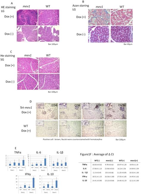 A HE Staining Shows That Tet Mev 1 Mice With Dox Tet Mev 1 Dox