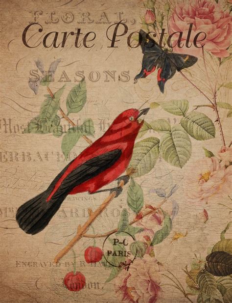 Vintage Bird Floral Postcard Free Stock Photo Public Domain Pictures