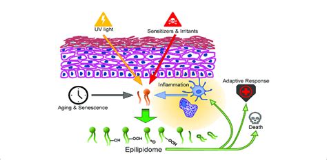 Formation Routes And Action Spectrum Of Modified Lipids In The Skin