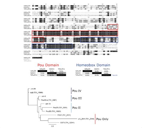 Pou Domain Containing Octamer Motif Binding Proteins A Muscle