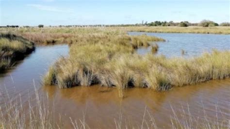 La degradación alcanzó a los humedales costeros de Samborombón