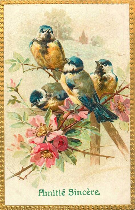 Vintage Bluetit Bird Postcard Vintage Bird Illustration Vintage