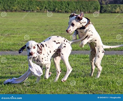 Puppys Playing Royalty Free Stock Photo - Image: 8454015