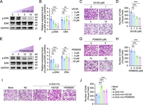 Mapk Inhibitors Partially Rescue The Si Sufu Mediated Increase In