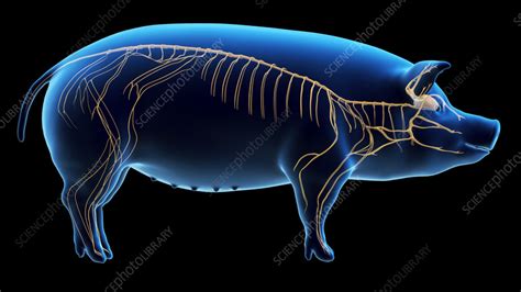 Pig Nervous System Illustration Stock Image F035 5297 Science