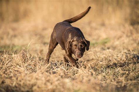 Retrieval Photo Credit John Hafner Bowhunters United