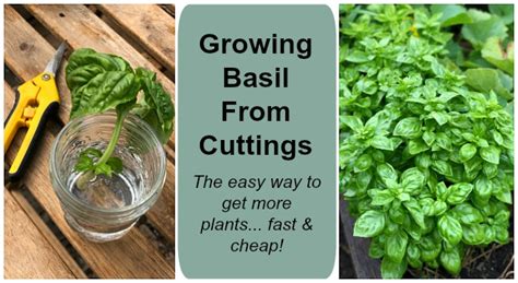 Growing basil from cuttings to get more plants fast… and cheap!