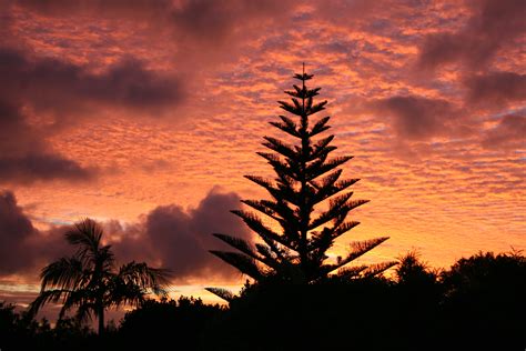 Banco de imagens panorama árvore horizonte silhueta nuvem céu