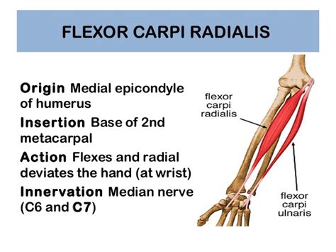 Flexor Carpi Radialis : Origin, Insertion, Nerve Supply & Action » How To Relief