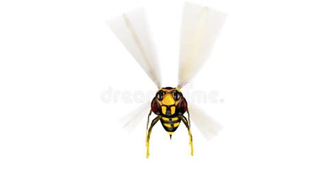 Flying Bee Looped Alpha Channel Included Stock Footage Video Of