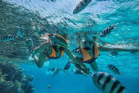 2024 Snorkeling At Mahmya Island From Hurghada Tripadvisor