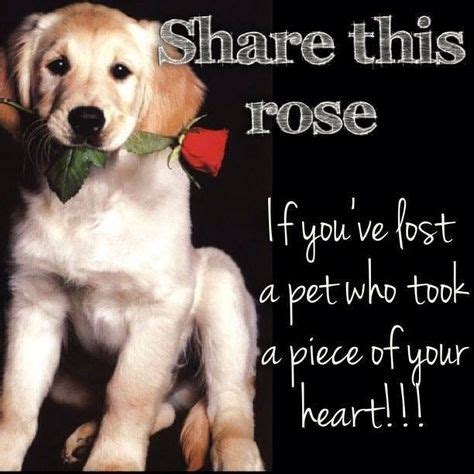 17 In Loving Memory ideas | pets, pet loss, pet memorials