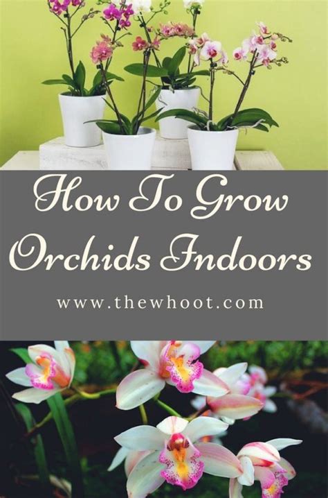 How To Grow Orchids Indoors A Guide For Beginners Orchid Plant Care Growing Orchids Indoor