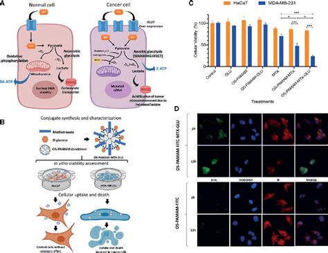 Frontiers Glycosylated Nanoparticles For Cancer Targeted Drug Delivery