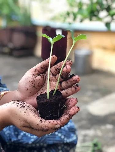 Coco Peat Manure Organic Pot Mix From Bhubaneswar