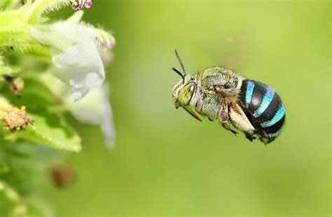 Blue Banded Bee Flight Bee Beautiful Bugs Bee Friendly Garden