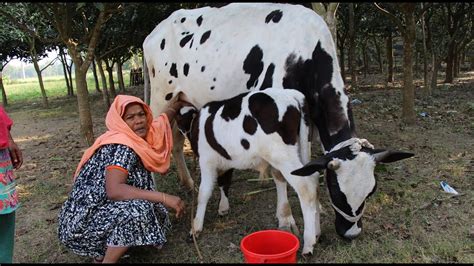 Village Women Milking Cow By Hand And Chal Kumrar Murobba Cooking