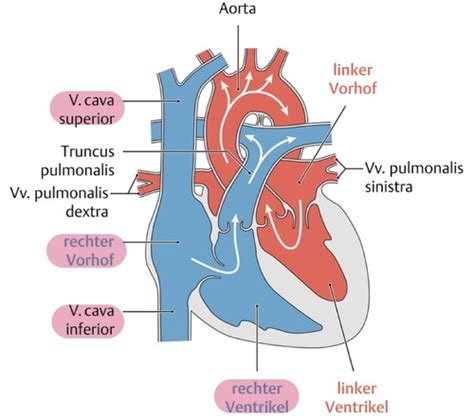 Herz Kreislauf System Flashcards Quizlet