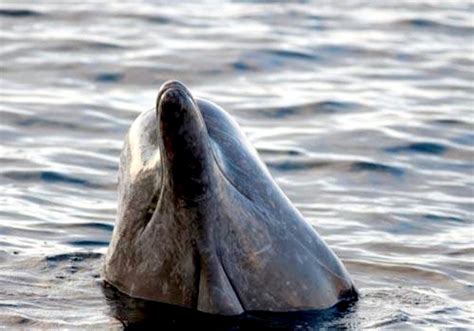 Northern Bottlenose Whale – "OCEAN TREASURES" Memorial Library