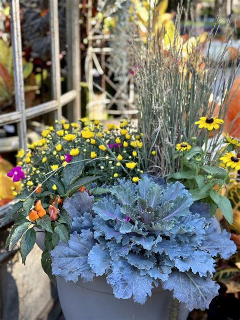 Ornamental Cabbage, Kale and Greens! - Good Earth Garden Center