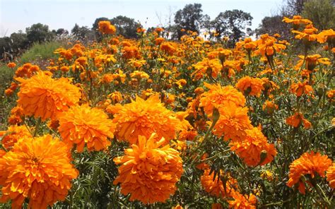 Flor de cempasúchil costará más cara esta temporada por falta de