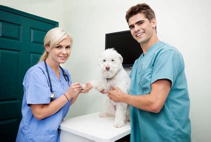 Veterinary Nursing Assistants Level Diploma Careers