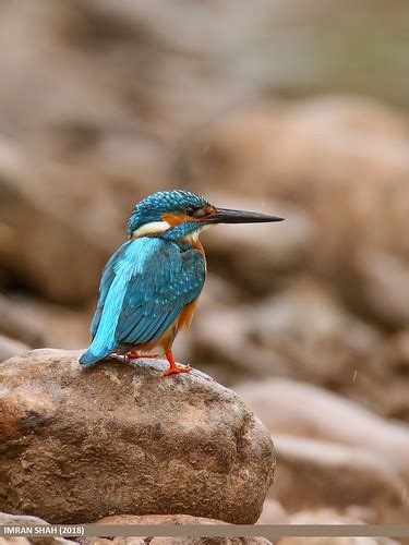 Common Kingfisher Alcedo Atthis Common Kingfisher Alced Flickr