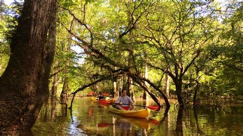 Honey Island Swamp Kayak Tour Swamp Tours Tours New Orleans New