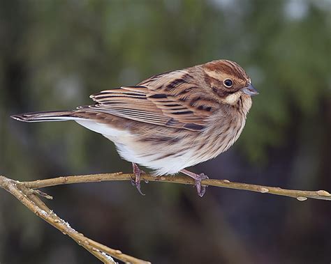 Female Reed Bunting... | BirdForum