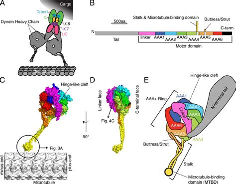 Atomic Structures Of Cytoplasmic Dynein A Schematic Structure Of