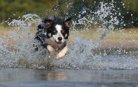 Opis Rasy Border Collie Wszystko Co Musisz Wiedzie O Tym