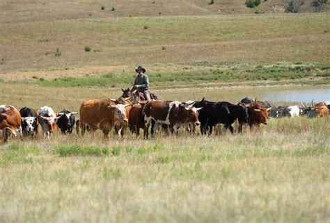 Longhorn Cattle Drive In Elsworth County Longhorn Cattle Cattle Drive