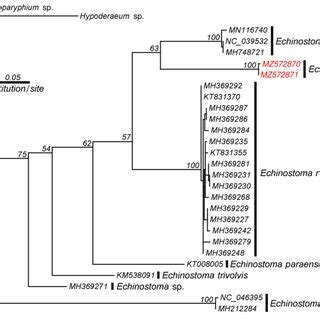 Maximum Likelihood Phylogeny Of Echinostoma Genus Based On The Nuclear